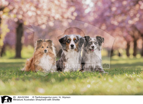 Miniature Australian Shepherds mit Sheltie / Miniature Australian Shepherd with Sheltie / AH-02394