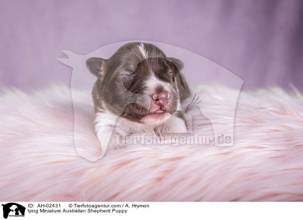 liegender Miniature Australian Shepherd Welpe / lying Miniature Australian Shepherd Puppy / AH-02431