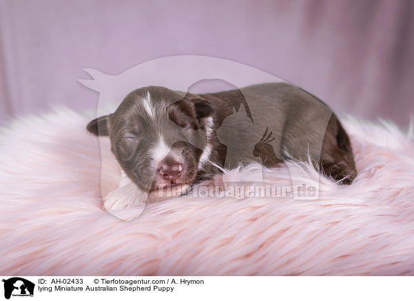 liegender Miniature Australian Shepherd Welpe / lying Miniature Australian Shepherd Puppy / AH-02433