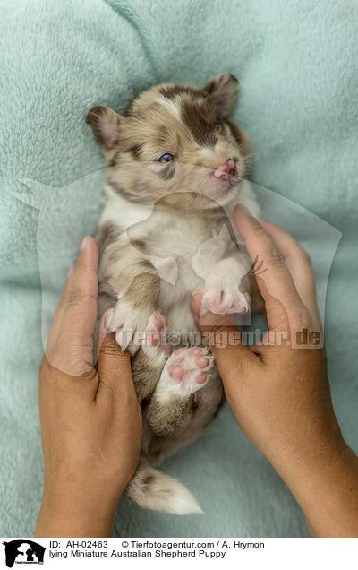 liegender Miniature Australian Shepherd Welpe / lying Miniature Australian Shepherd Puppy / AH-02463