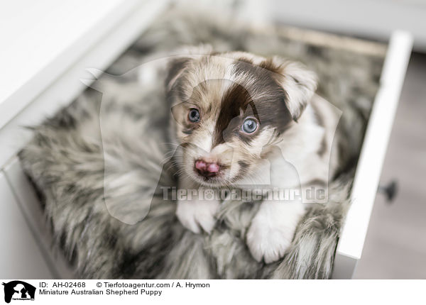 Miniature Australian Shepherd Welpe / Miniature Australian Shepherd Puppy / AH-02468