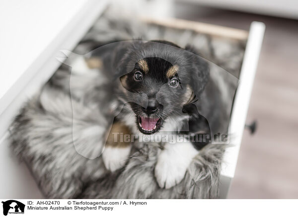 Miniature Australian Shepherd Welpe / Miniature Australian Shepherd Puppy / AH-02470