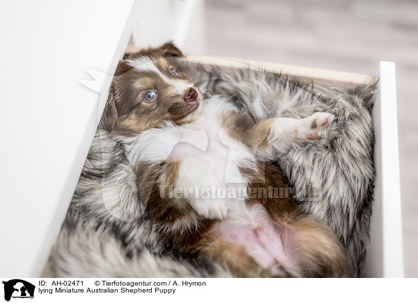 liegender Miniature Australian Shepherd Welpe / lying Miniature Australian Shepherd Puppy / AH-02471