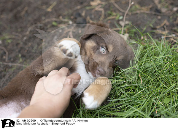 liegender Miniature Australian Shepherd Welpe / lying Miniature Australian Shepherd Puppy / AH-02509