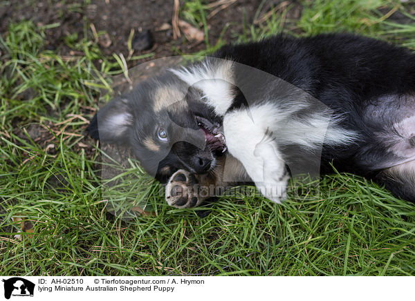 liegender Miniature Australian Shepherd Welpe / lying Miniature Australian Shepherd Puppy / AH-02510