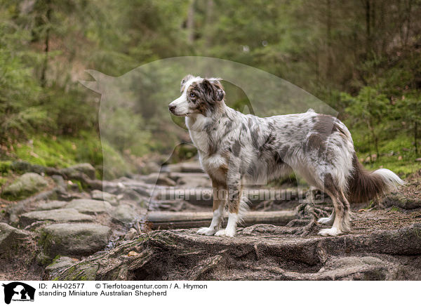 stehender Miniature Australian Shepherd / standing Miniature Australian Shepherd / AH-02577