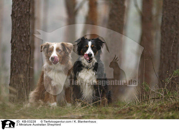 2 Miniature Australian Shepherd / 2 Miniature Australian Shepherd / KB-03228