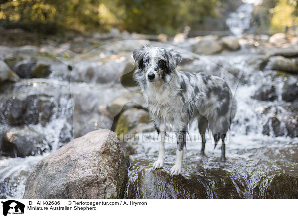 Miniature Australian Shepherd / Miniature Australian Shepherd / AH-02686