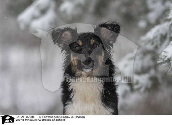 junger Miniature Australian Shepherd / young Miniature Australian Shepherd / AH-02906