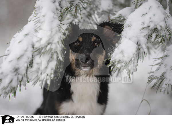 junger Miniature Australian Shepherd / young Miniature Australian Shepherd / AH-02907