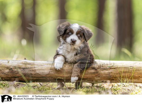 Miniature Australian Shepherd Puppy / AH-02923