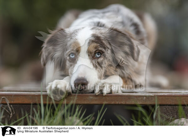 liegender Miniature Australian Shepherd / lying Miniature Australian Shepherd / AH-04196