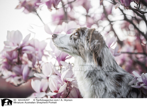 Miniature Australian Shepherd Portrait / Miniature Australian Shepherd Portrait / AH-04207