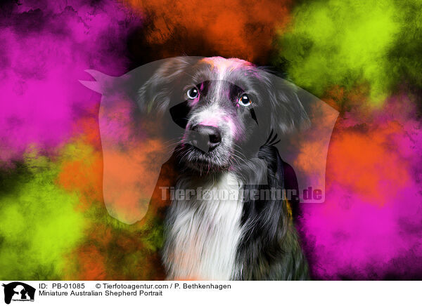 Miniature Australian Shepherd Portrait / Miniature Australian Shepherd Portrait / PB-01085