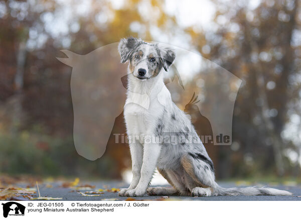 junger Miniature Australian Shepherd / young Miniature Australian Shepherd / JEG-01505