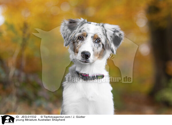 junger Miniature Australian Shepherd / young Miniature Australian Shepherd / JEG-01532