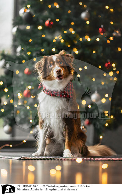 Miniature Australian Shepherd zu Weihnachten / Miniature Australian Shepherd at christmas / JEB-01020