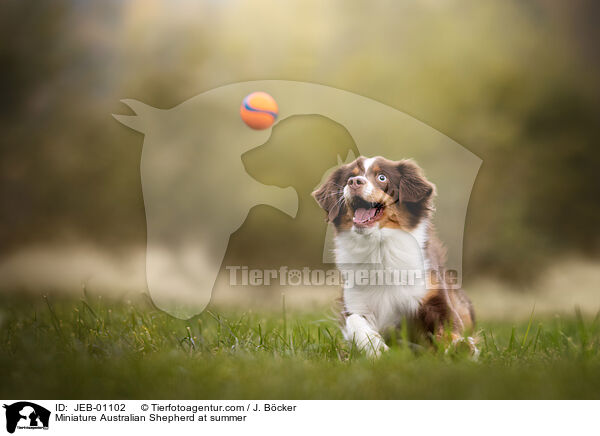 Miniature Australian Shepherd im Sommer / Miniature Australian Shepherd at summer / JEB-01102