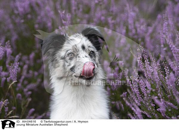 junger Miniature Australian Shepherd / young Miniature Australian Shepherd / AH-04616