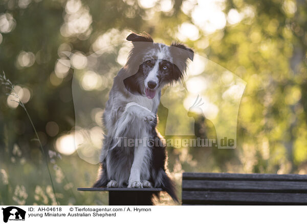 junger Miniature Australian Shepherd / young Miniature Australian Shepherd / AH-04618