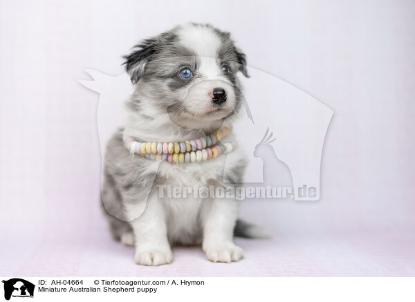 Miniature Australian Shepherd Welpe / Miniature Australian Shepherd puppy / AH-04664