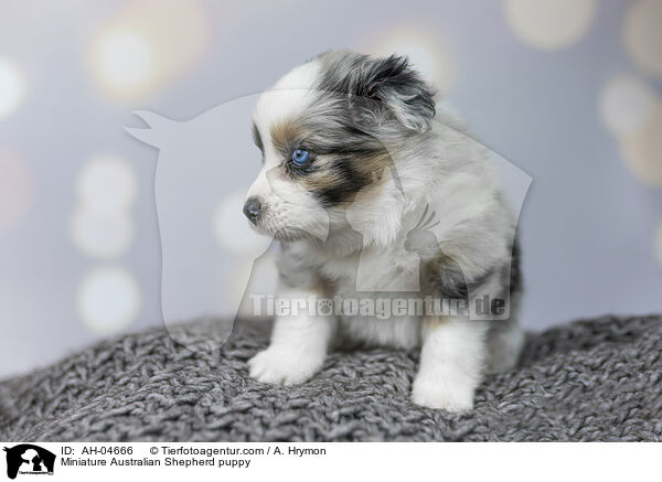 Miniature Australian Shepherd Welpe / Miniature Australian Shepherd puppy / AH-04666