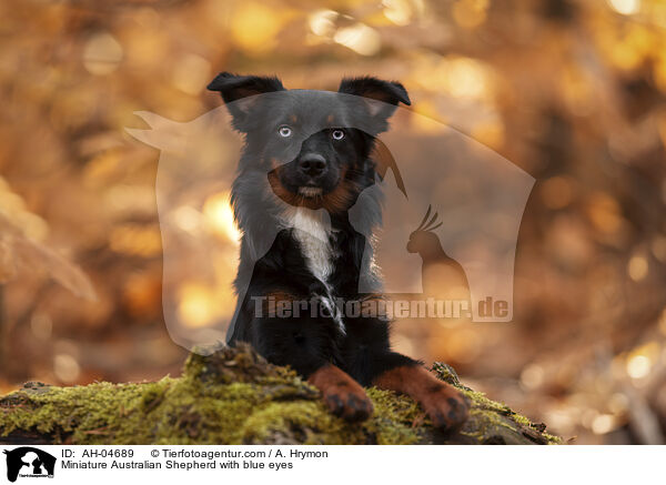 Miniature Australian Shepherd mit blauen Augen / Miniature Australian Shepherd with blue eyes / AH-04689