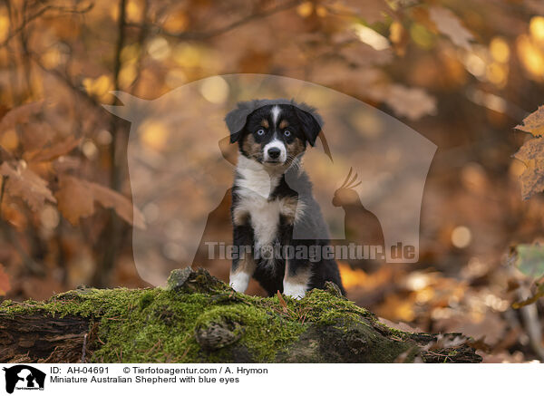 Miniature Australian Shepherd mit blauen Augen / Miniature Australian Shepherd with blue eyes / AH-04691