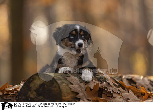 Miniature Australian Shepherd mit blauen Augen / Miniature Australian Shepherd with blue eyes / AH-04695