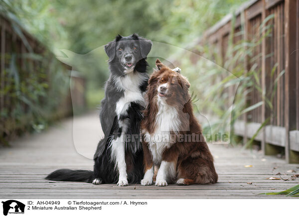 2 Miniature Australian Shepherd / 2 Miniature Australian Shepherd / AH-04949