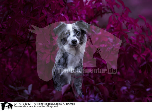 Miniature Australian Shepherd Hndin / female Miniature Australian Shepherd / AH-04952