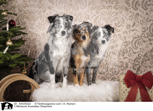 3 Miniature Australian Shepherd / 3 Miniature Australian Shepherd / AH-05022