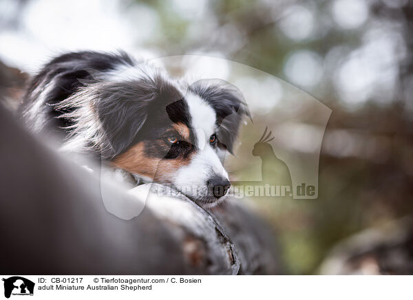 erwachsener Miniature Australian Shepherd / adult Miniature Australian Shepherd / CB-01217