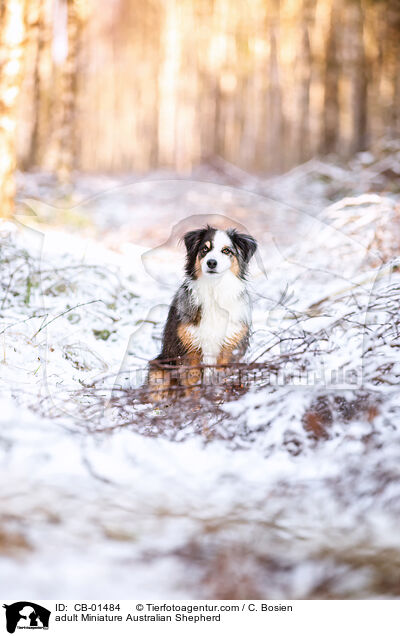 erwachsener Miniature Australian Shepherd / adult Miniature Australian Shepherd / CB-01484