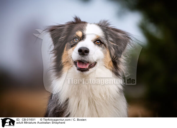 erwachsener Miniature Australian Shepherd / adult Miniature Australian Shepherd / CB-01601