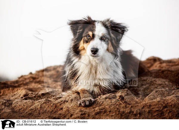 erwachsener Miniature Australian Shepherd / adult Miniature Australian Shepherd / CB-01612