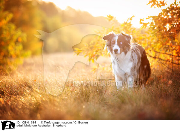 erwachsener Miniature Australian Shepherd / adult Miniature Australian Shepherd / CB-01684