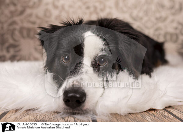 Miniature Australian Shepherd Hndin / female Miniature Australian Shepherd / AH-05633