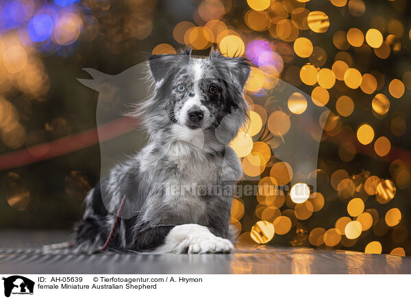 Miniature Australian Shepherd Hndin / female Miniature Australian Shepherd / AH-05639