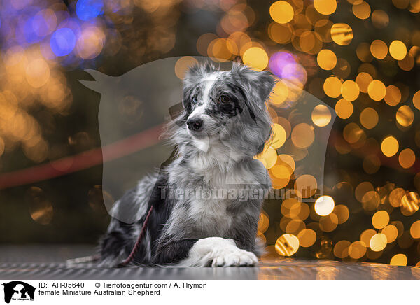 Miniature Australian Shepherd Hndin / female Miniature Australian Shepherd / AH-05640