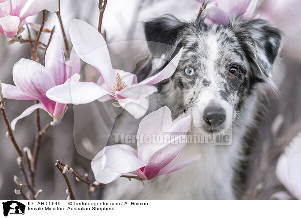 Miniature Australian Shepherd Hndin / female Miniature Australian Shepherd / AH-05649