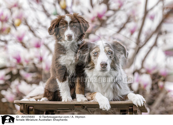 Miniature Australian Shepherd Hndinnen / female Miniature Australian Shepherds / AH-05680