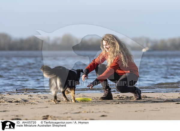 Miniature Australian Shepherd Rde / male Miniature Australian Shepherd / AH-05720