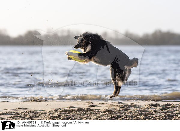 Miniature Australian Shepherd Rde / male Miniature Australian Shepherd / AH-05723