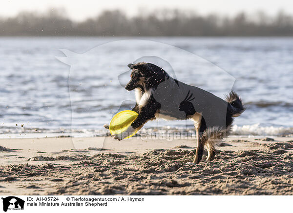 Miniature Australian Shepherd Rde / male Miniature Australian Shepherd / AH-05724