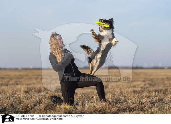 Miniature Australian Shepherd Rde / male Miniature Australian Shepherd / AH-05731