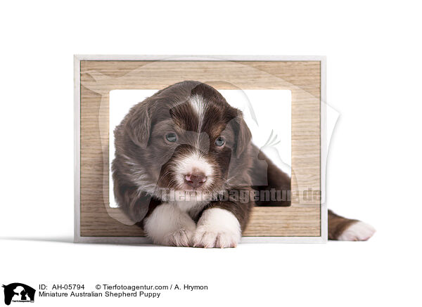 Miniature Australian Shepherd Welpe / Miniature Australian Shepherd Puppy / AH-05794