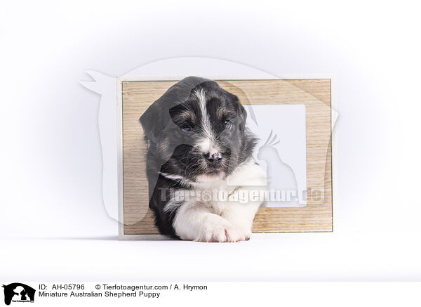 Miniature Australian Shepherd Welpe / Miniature Australian Shepherd Puppy / AH-05796