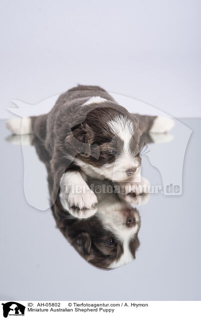 Miniature Australian Shepherd Welpe / Miniature Australian Shepherd Puppy / AH-05802