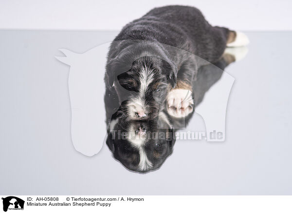 Miniature Australian Shepherd Welpe / Miniature Australian Shepherd Puppy / AH-05808